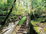 Тисо-самшитовый рай (заповедник доледниковой растительности)