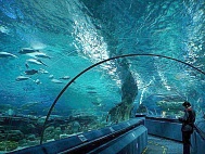 Самый большой океанариум России (Адлер)